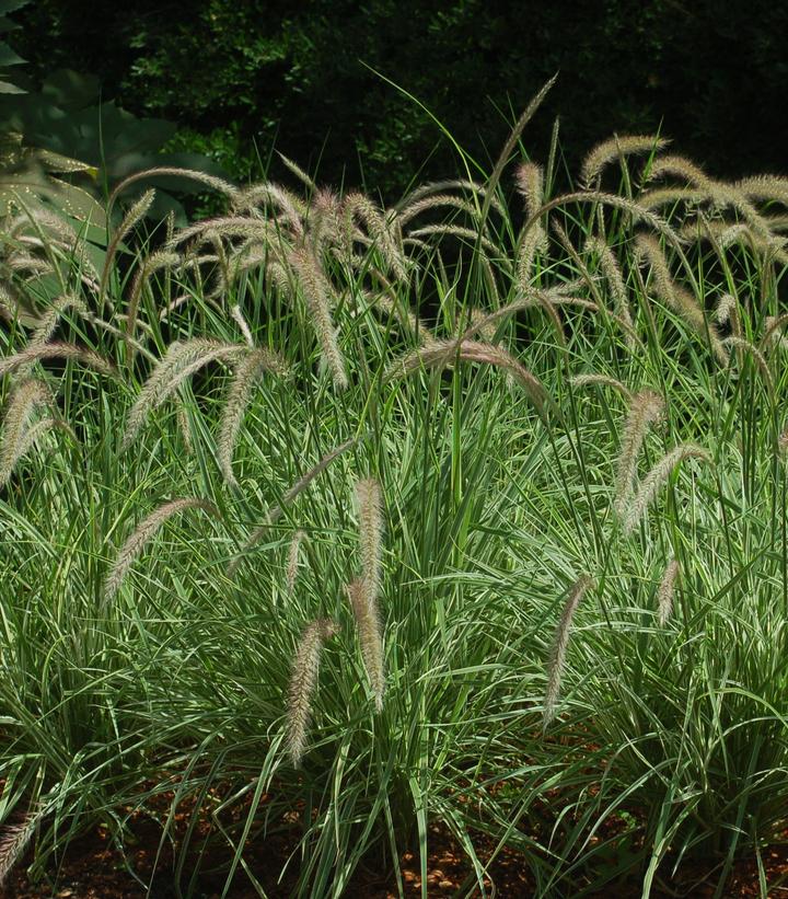 Pennisetum advena 'Sky Rocket' Variegated Green Fountain Grass from