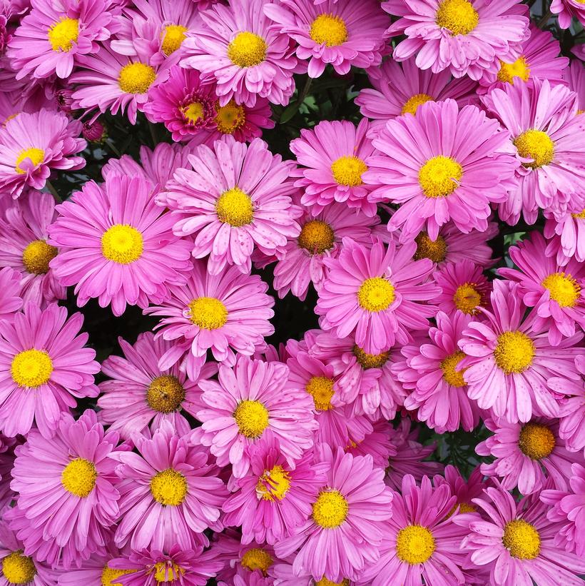Chrysanthemum Mammoth™ Daisy Lavender Mammoth™ Daisy Lavender Garden