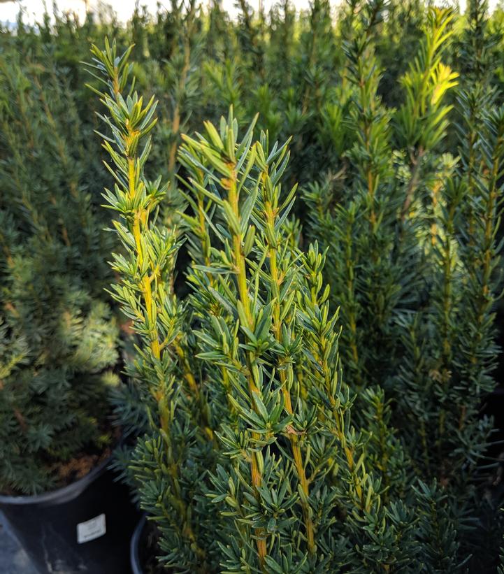 Taxus media Hicksii