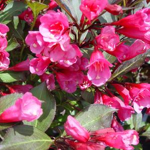 Weigela florida Wine & Roses® - Tree Form Wine & Roses® Weigela - Tree ...