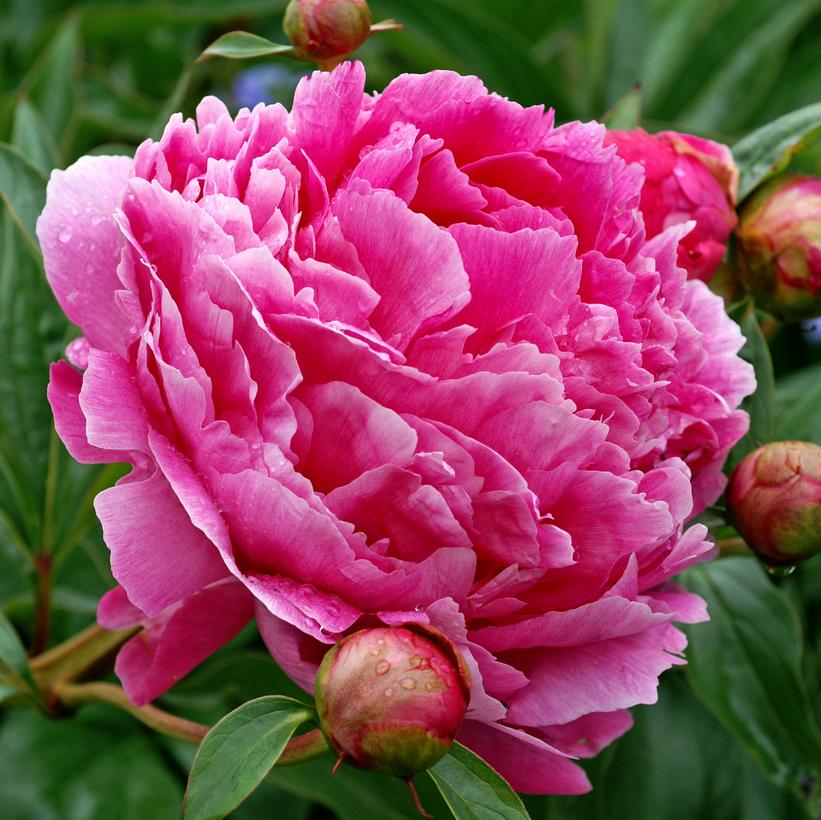 Paeonia lactifolia 'Victoire De La Marne' Victoire De La Marne Peony