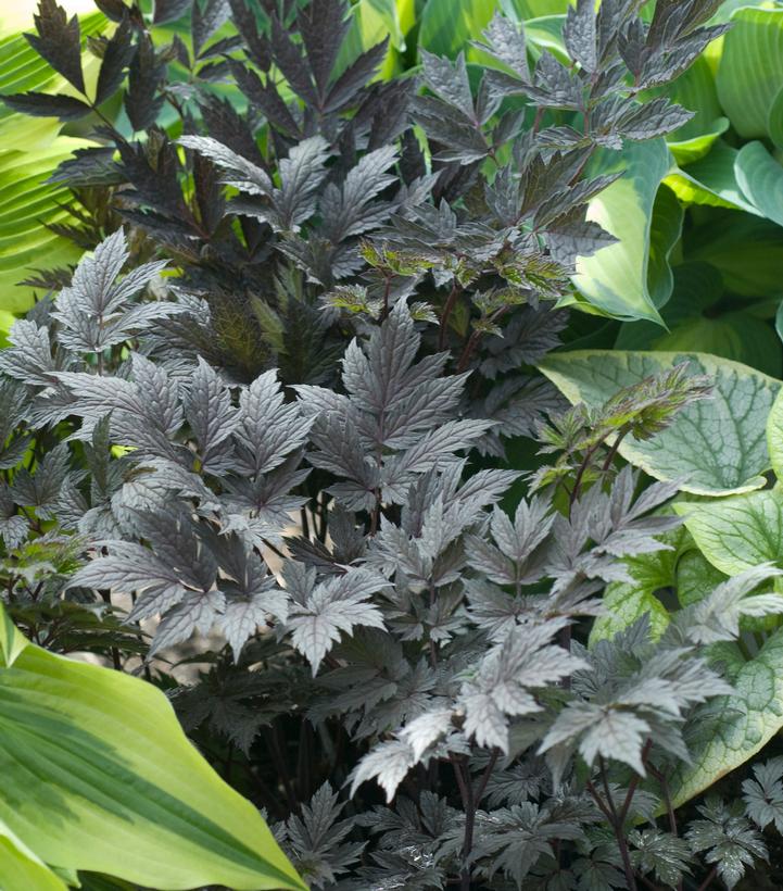 Actaea 'Chocoholic'