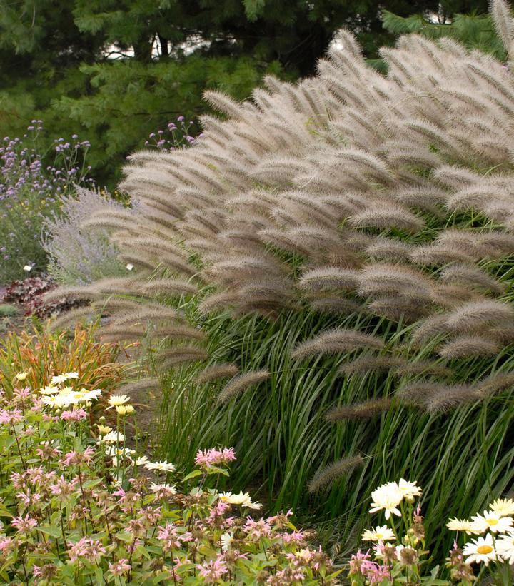 Pennisetum alopecuroides Red Head Red Head Fountain Grass from Corner Farms