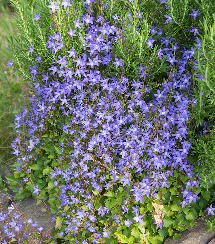 Campanula Poscharskyana Serbian Bellflower From Prides Corner Farms Campanula Poscharskyana Serbian Bellflower From Prides Corner Farms