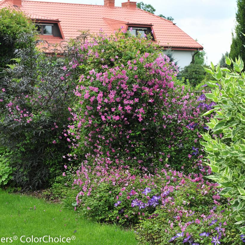 Clematis x 'Pink Mink®' Pink Mink® Clematis from Prides Corner Farms