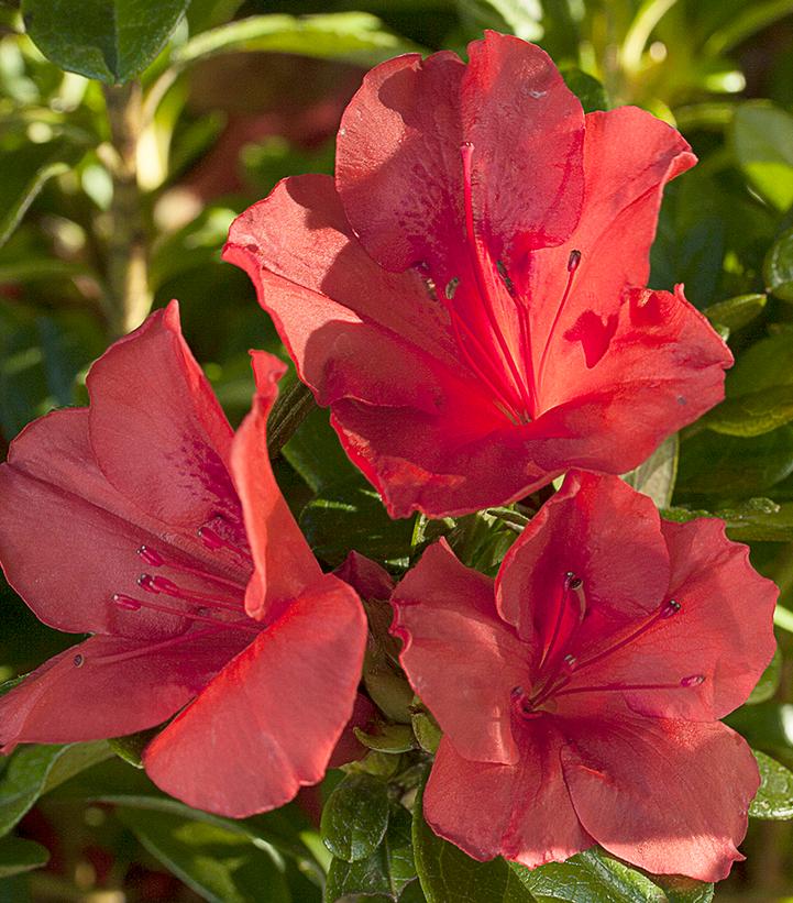 Azalea Encore® Autumn Sunset®