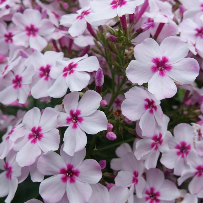 Phlox Volcano® White With Rose Eye Volcano® Phlox White With Rose Eye