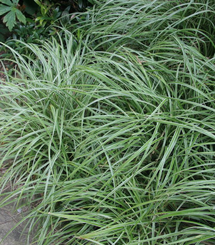 Carex morowii Silver Sceptre