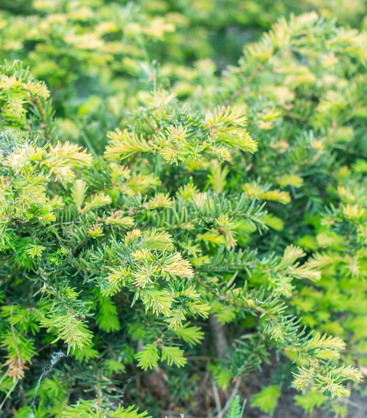 Taxus baccata 'Repandens'