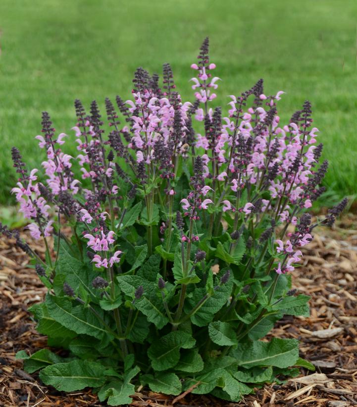 Salvia x Color Spires® Color Spires® 'Pink Dawn'