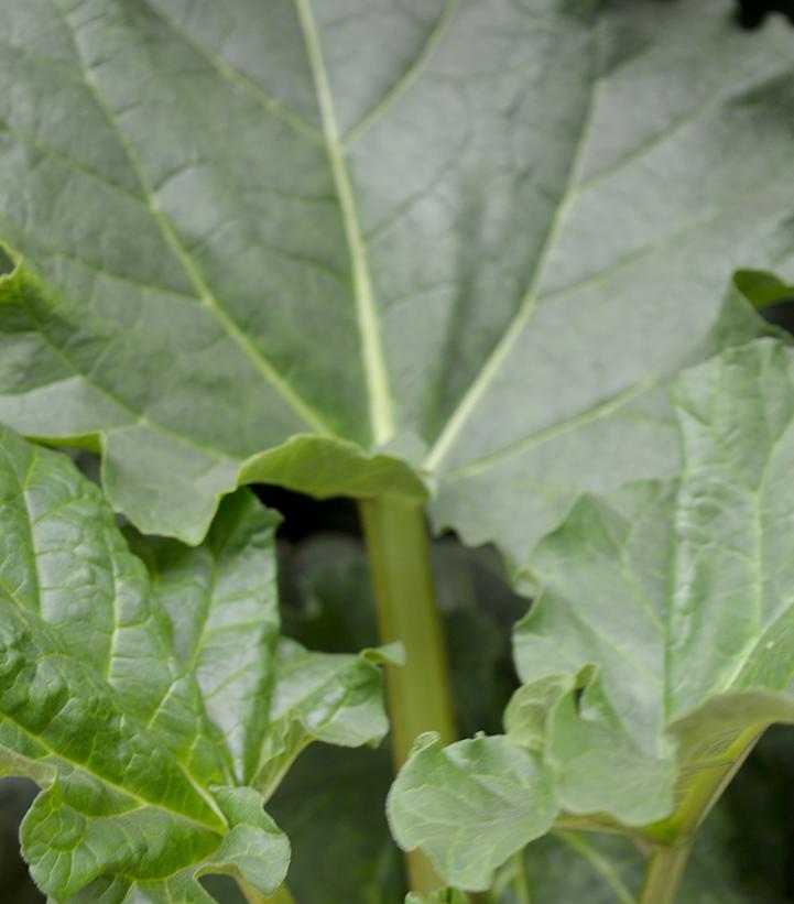 Rheum Victoria