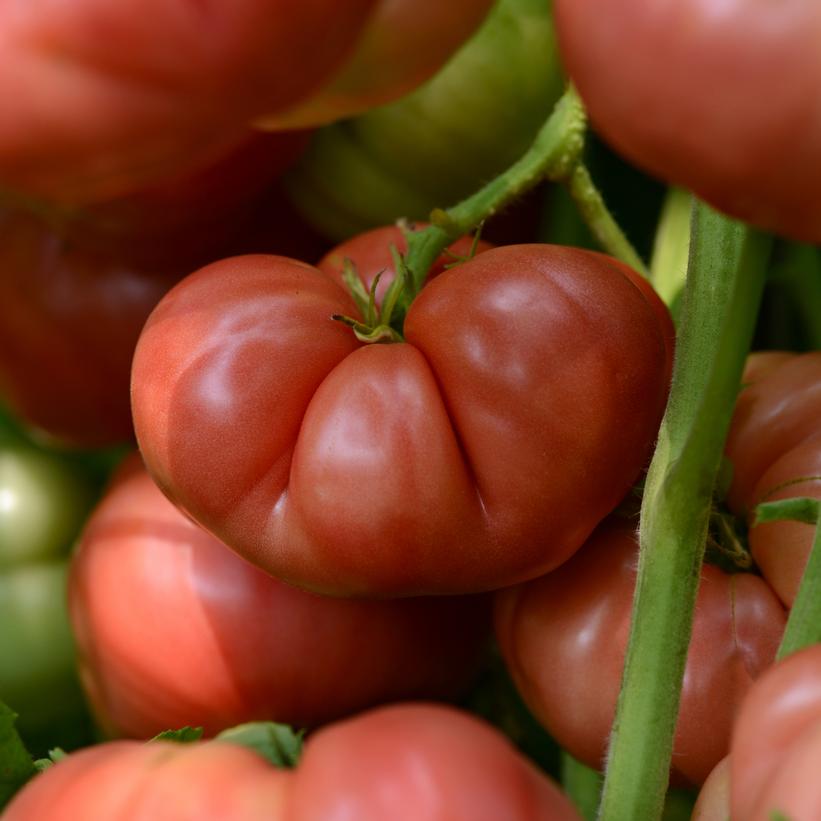 Tomato Heirloom Marriage™ Big Brandy