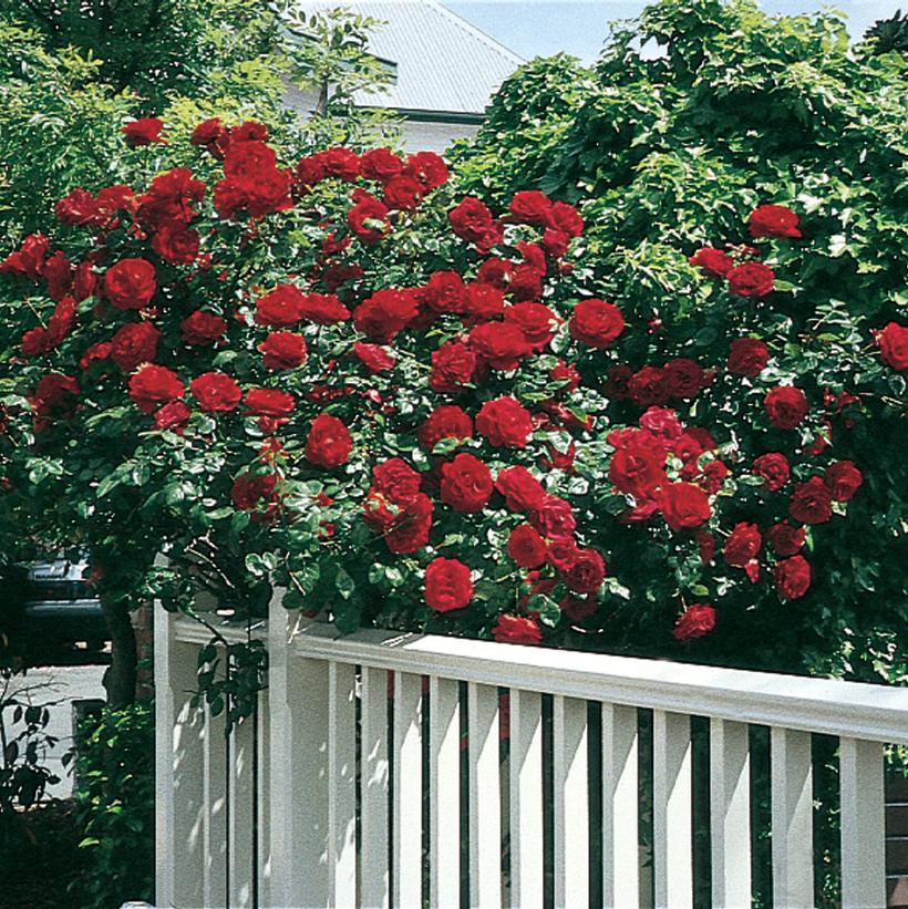 Rosa 'Dublin Bay®' Dublin Bay® Climbing Rose from Prides Corner Farms