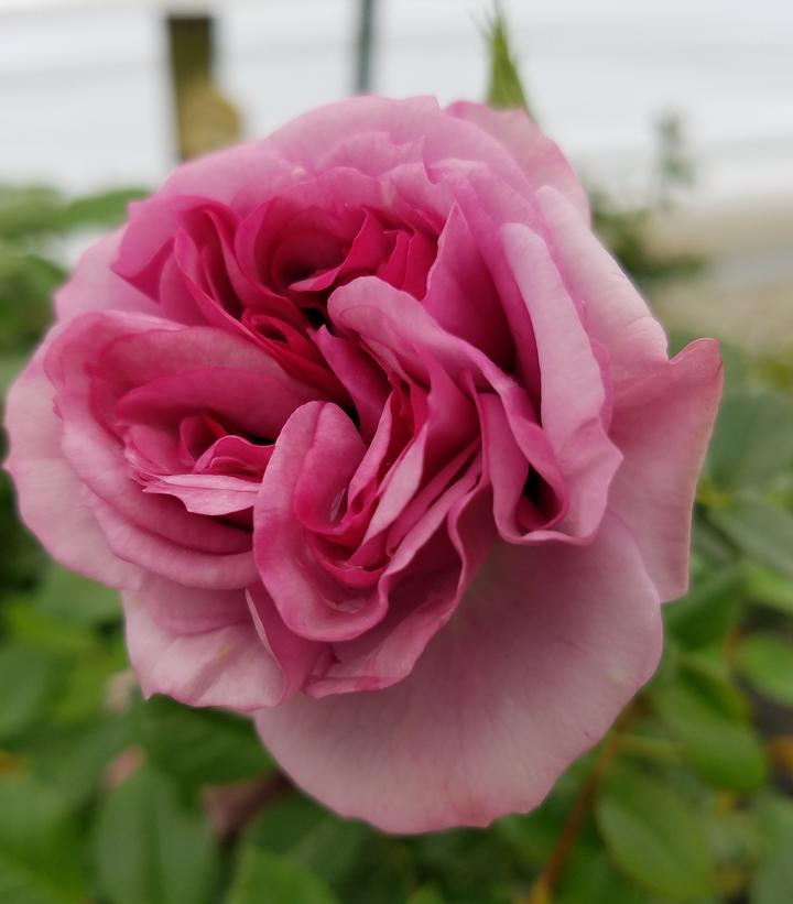 Rosa Lavender Veranda Lavender Veranda Floribunda Rose From Prides Corner Farms