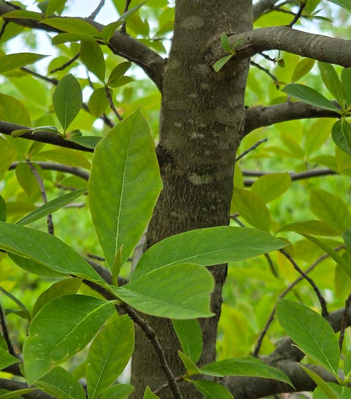 Nyssa sylvatica 