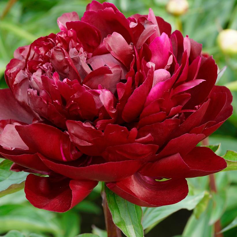 armani peony