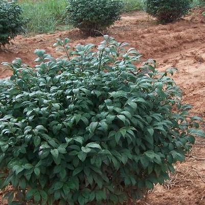 Image of Little Moses burning bush leaves