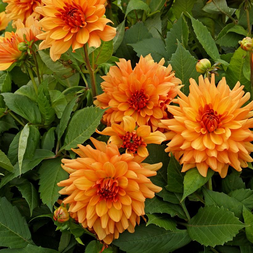 Dahlia 'Orange Glory' Orange Glory Dinnerplate Dahlia from Prides