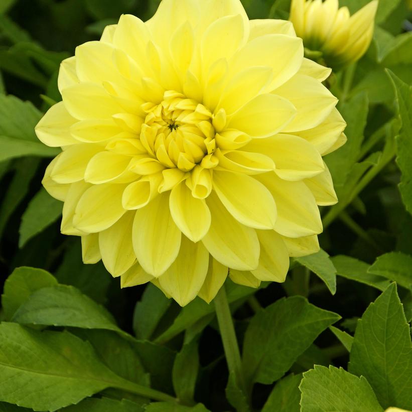 Dahlia Yellow Glory Yellow Glory Dahlia from Prides Corner Farms