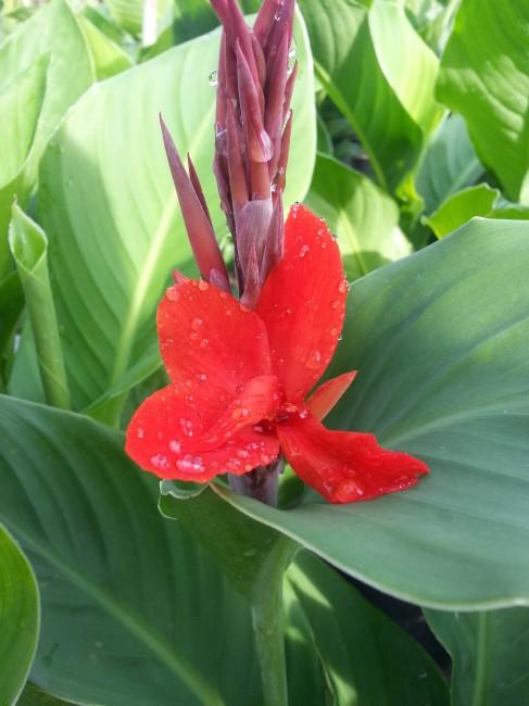 Flower Canna Kreta