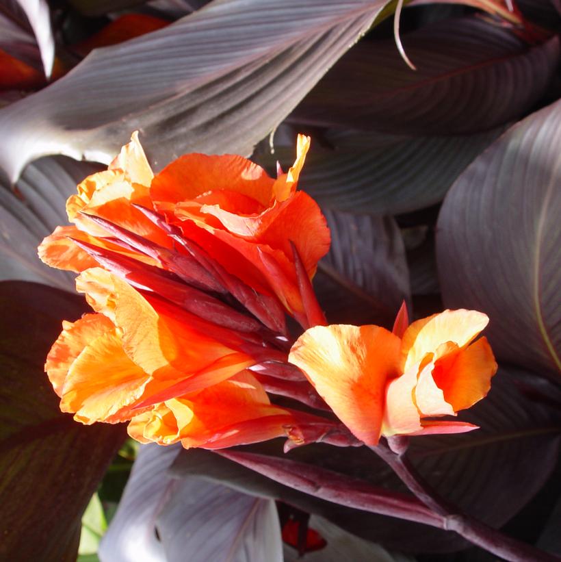 Canna 'Red Velvet' Red Velvet Canna Lillies from Prides Corner Farms