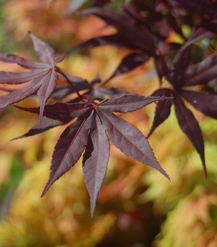 Acer palmatum Emperor I®