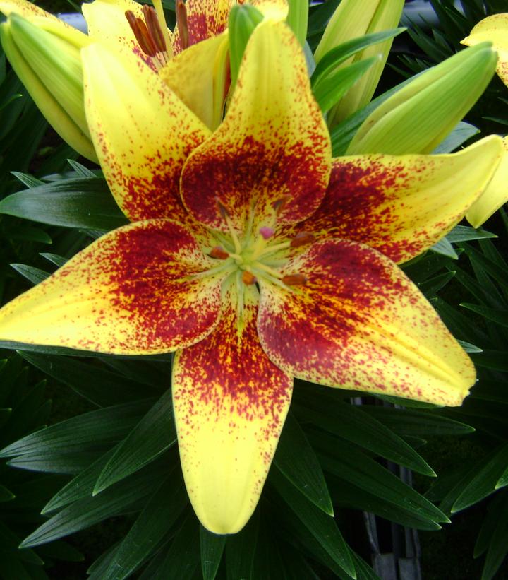 Lilium 'Tiny Nugget' Tiny Nugget Asiatic Lily from Prides Corner Farms