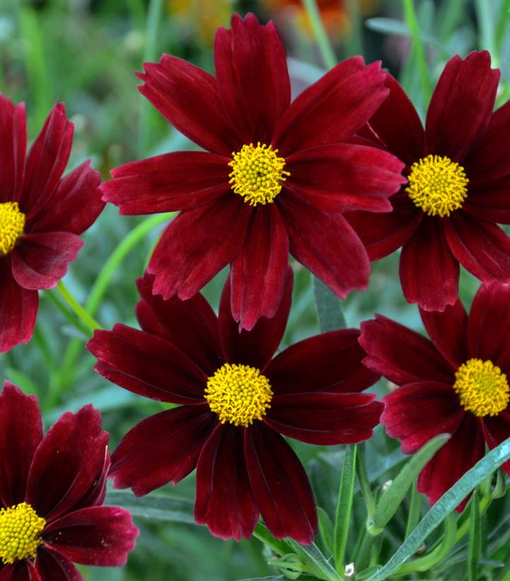 Coreopsis Li'l Bang™ Red Elf