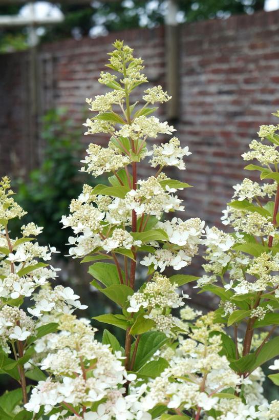 Hydrangea pan. 'Confetti™' Confetti Panicle Hydrangea from Prides