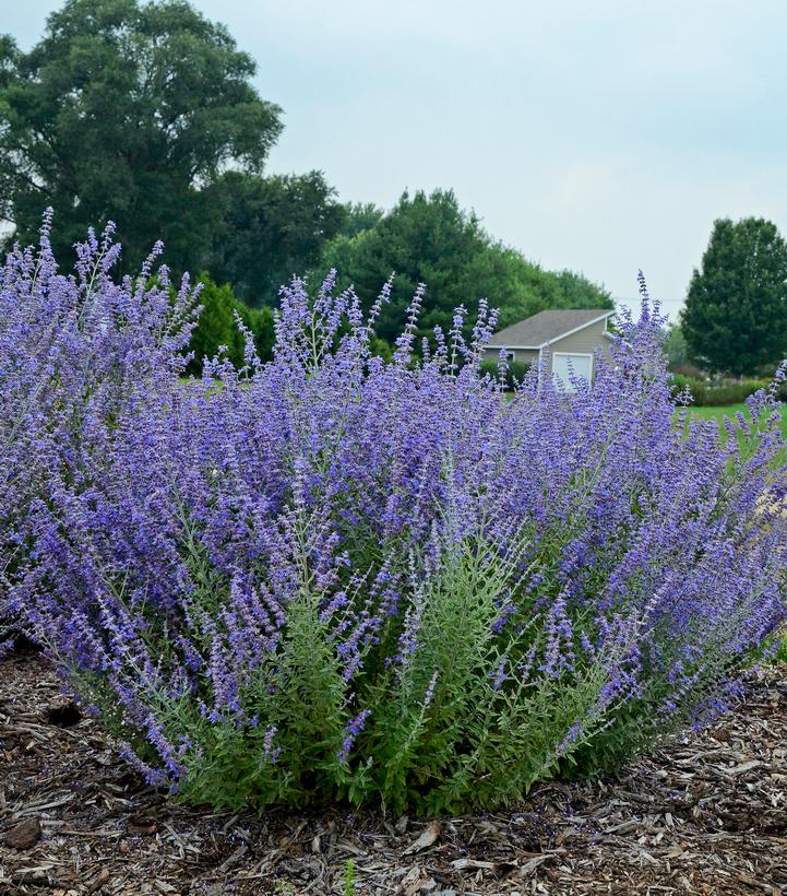 Perovskia atriplicifolia 'Rocketman' Rocketman Russian Sage from Prides