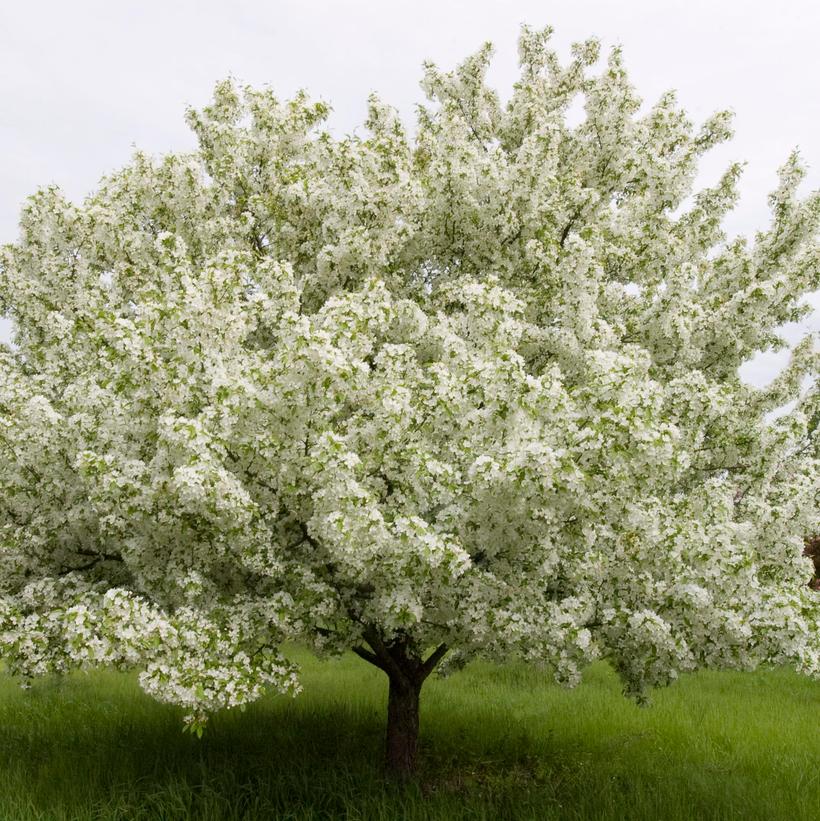 malus snowdrift crabapple