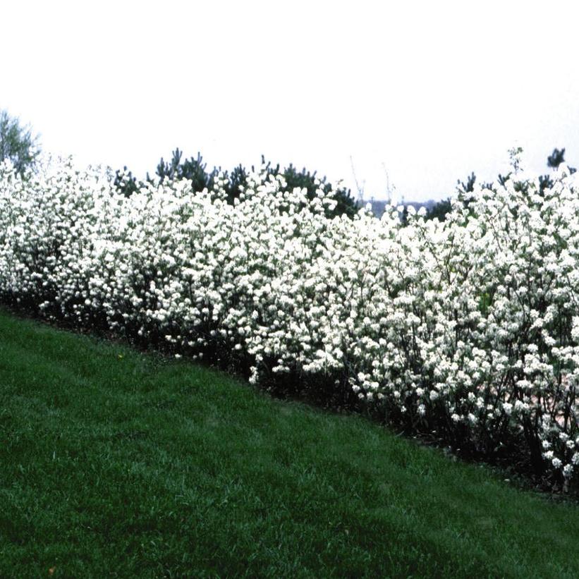 Amelanchier alnifolia 'Regent'