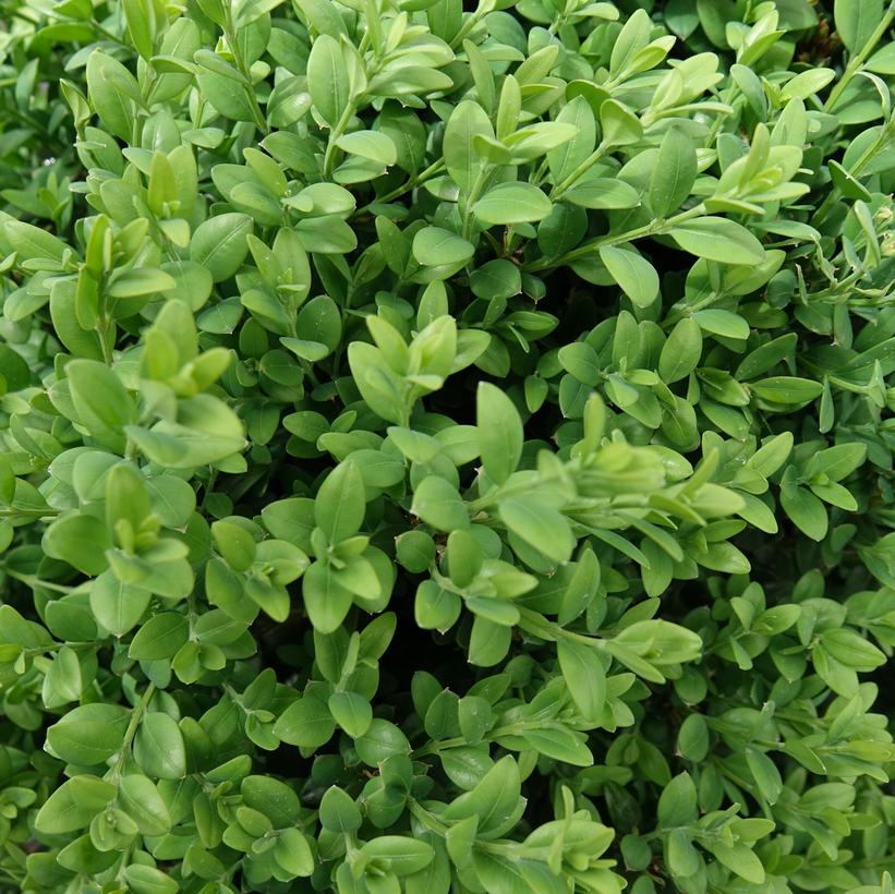 Buxus Microphylla Var Japonica Green Mound Green Mound Boxwood