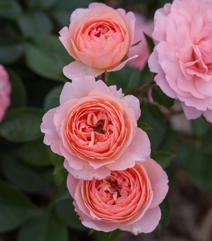 Rosa Easy Elegance® Calypso