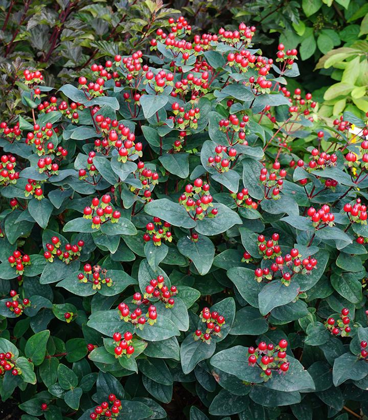 Hypericum 'Magical® Midnight Glow' Midnight Glow St. John's Wort from Prides Corner Farms