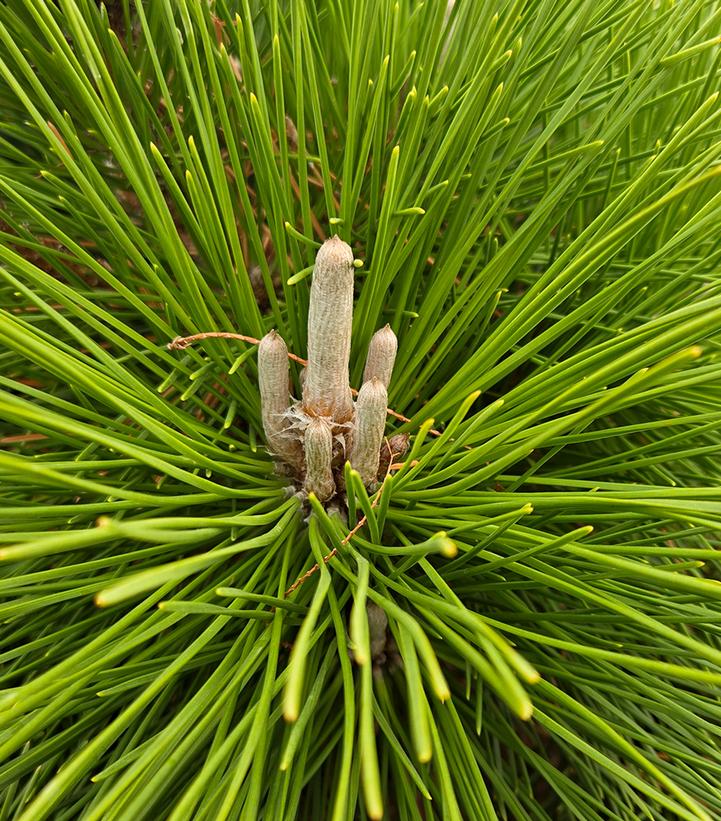 Pinus thunbergii Thunderhead'