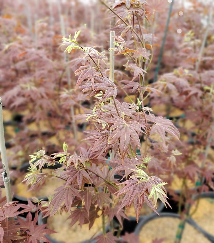 Acer palmatum 'Cider Hill'