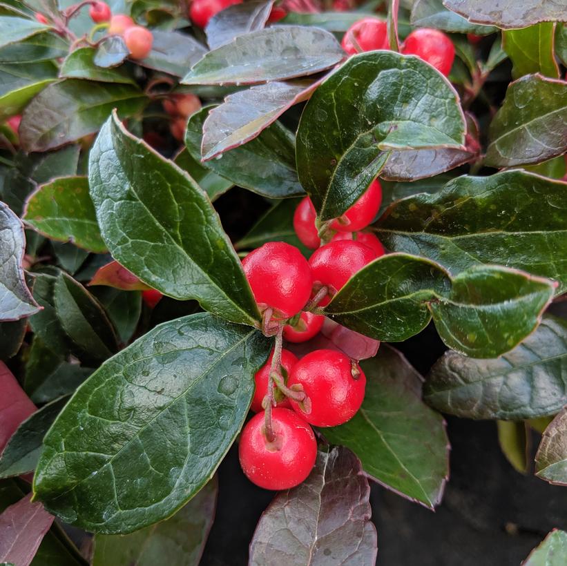 Gaultheria procumbens 'Berry Cascade™' Berry Cascade™ Wintergreen from