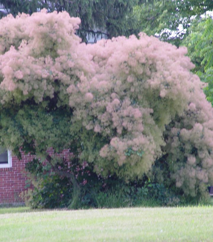 Cotinus obovatus 