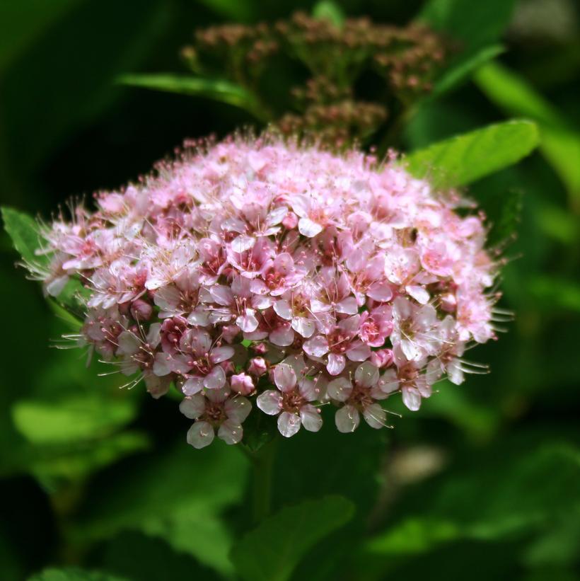 Spiraea betulifolia Pink Sparkler™ Pink Sparkler™ Birchleaf Spirea from