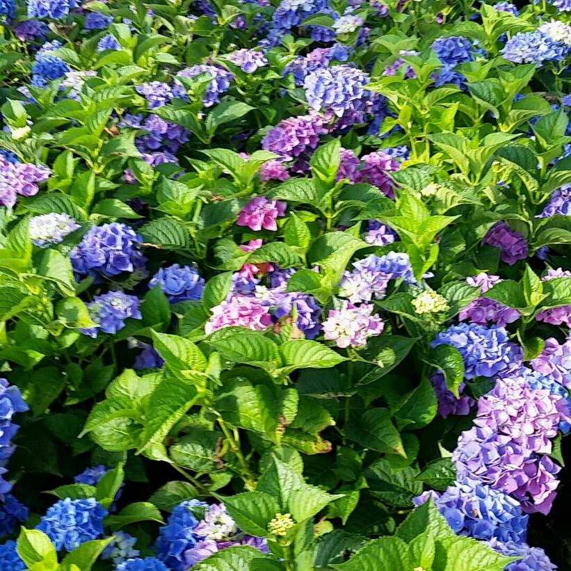 Image of Blue sunset hydrangea in a garden