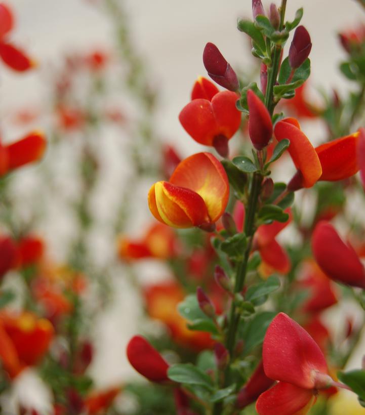 Cytisus x scoparius 'Lena'