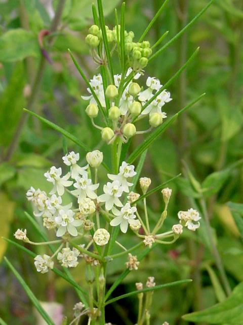 Asclepias verticillata 