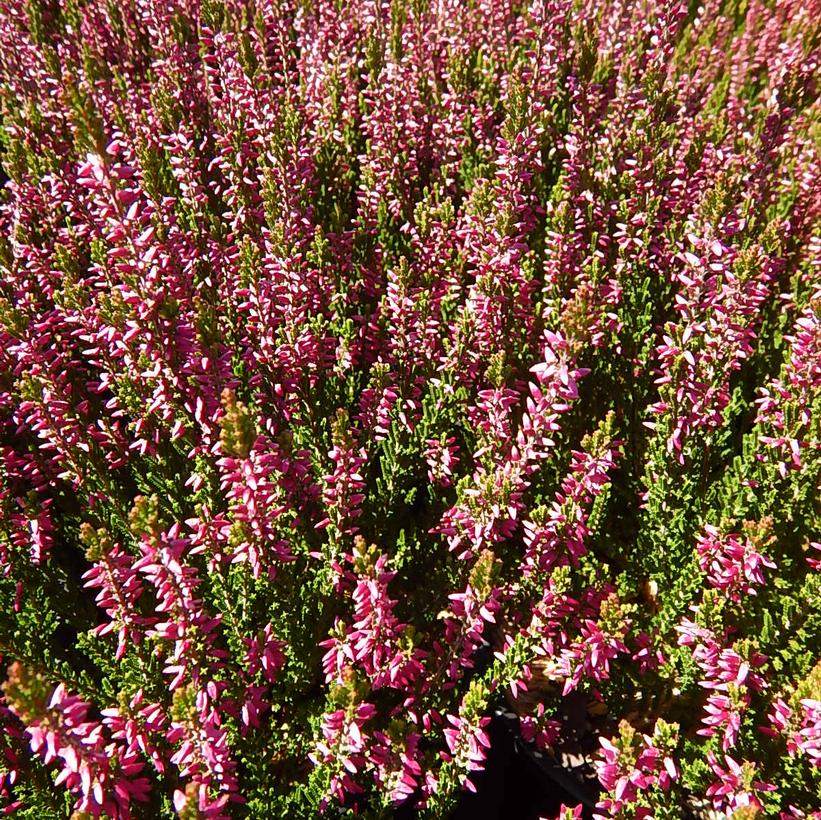 V ladies calluna beauty Calluna Beauty