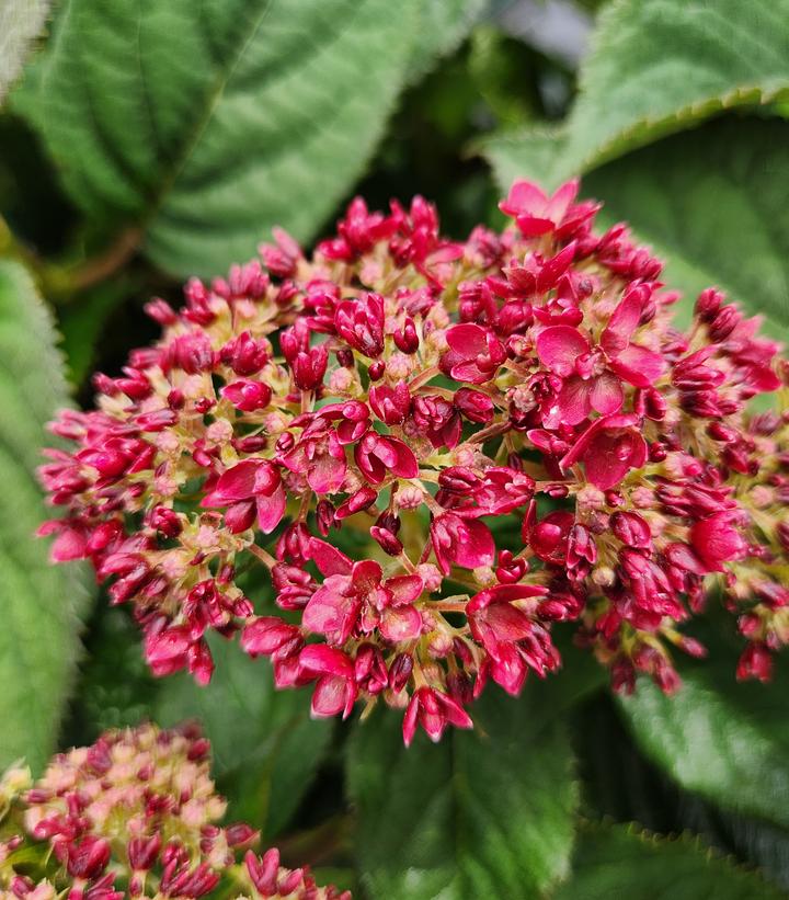 Hydrangea arborescens Invincibelle® Invincibelle® Ruby