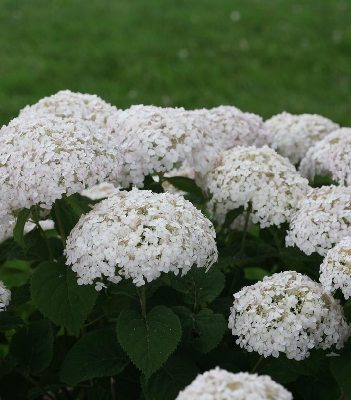 Hydrangea arborescens Invincibelle® Invincibelle Wee White®