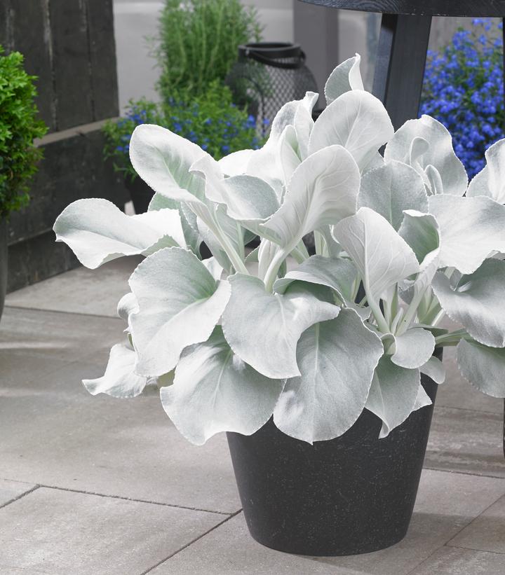 Senecio Angel Wings®