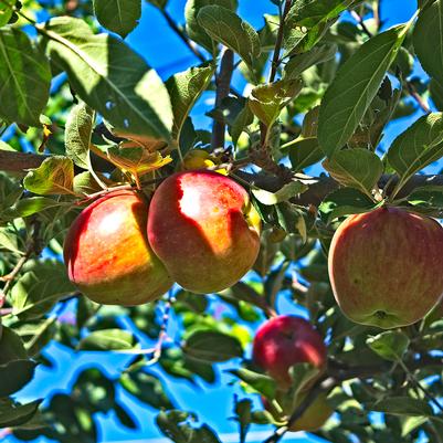 Northern Spy Apple Tree