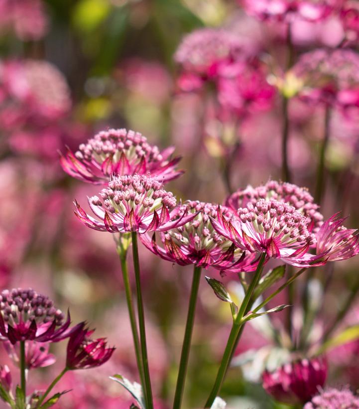 Astrantia major ''Abbey Road'' Abbey Road Masterwort from ...
