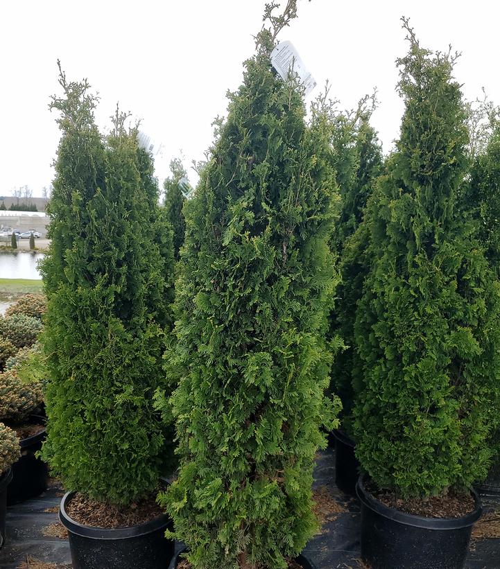 Thuja occidentalis 'DeGroot's Spire'